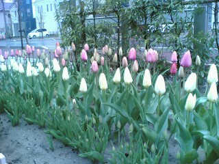 �J�̌��j��