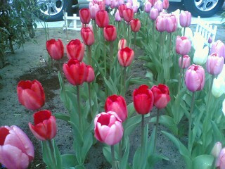 �������`���[���b�v���Y��