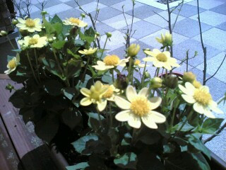 ���ꂩ�炨�o����