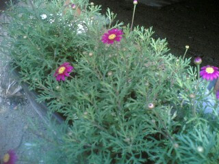 �}�[�K���b�g