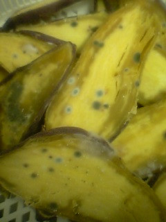 �y���݂ɂ��Ă����̂�